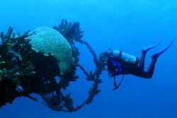 Diver and the crows nest of the Antilla. Aruba 11-05. Nik... by Matthew Shanley 